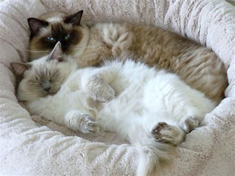 Exploring The Unique Charm Of Blue Seal Point Ragdoll Cats