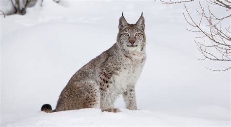 Lynx Protection Zone And Trap Restrictions New Hampshire Hunting