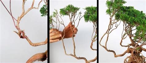 Tanaman kacang tanah sangat cocok ditanam di daerah dataran rendah yang memiliki suhu tinggi. Tips Dalam Membentuk Bonsai Yang Benar Dan Baik ...