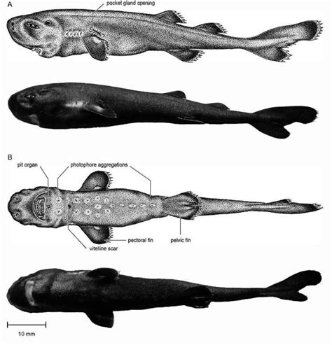 Mollisquama mississippiensis, A new Kitefin Shark from the Gulf of ...