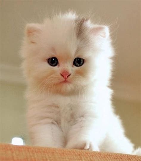 Fluffy White Kitten Cute Animals Kittens Cutest Cute Cats