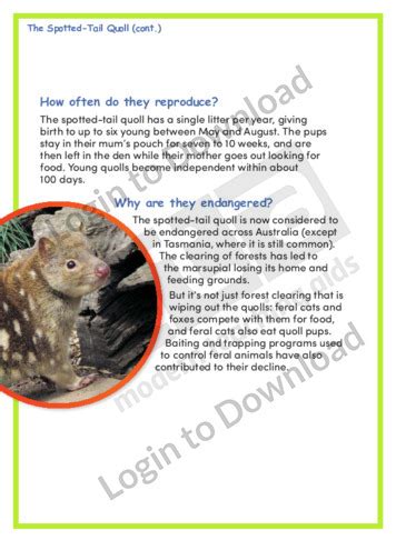 Lesson Zone Au Spotted Tail Quoll