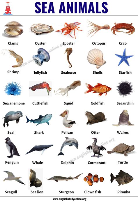 Sea Animals: List of 49 Popular Sea Animals with ESL Pictures | English