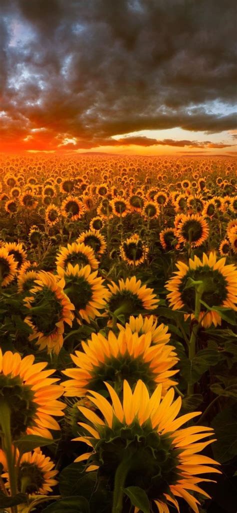 Sunflower Field Wallpapers Top Free Sunflower Field Backgrounds