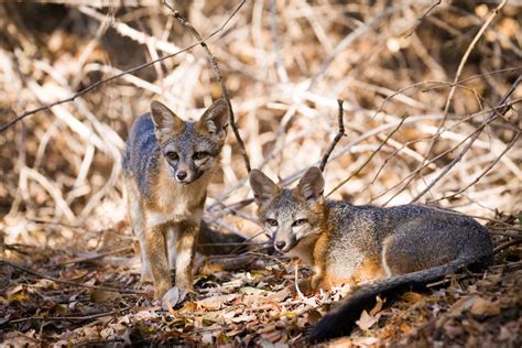 In The Sf Bay Area Gray Foxes Provide A Window To Urban Wildlife