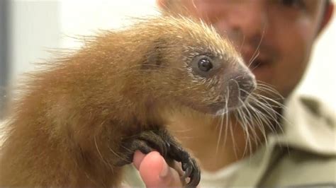 First Baby Porcupine Of Its Kind Born At Chicago Zoo Youtube