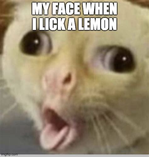 Lemon Always Wins Imgflip