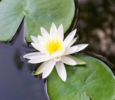 A White Lotus And Lily Pads In A Pond Stock Image Image Of Awakening