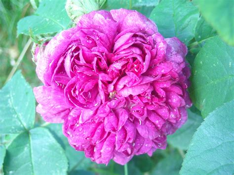 Rosa Bifera “rose De Rescht” Ewas Blomsterparadis