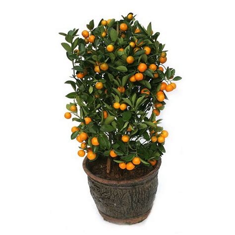 Valencia Orange Tree Seeds — Jack Seeds
