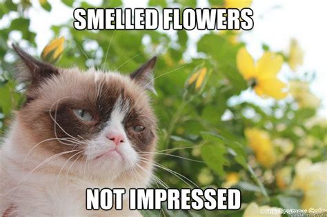Its Spring Grumpy Cat Quotes Funny Grumpy Cat Memes Cat Jokes Cat