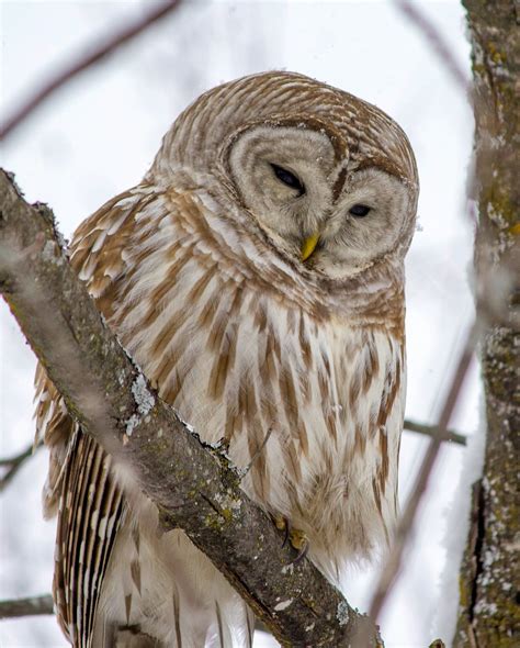 Barred Owl Smithsonian Photo Contest Smithsonian Magazine