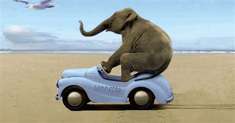 Funny Elephant Animated Funny S