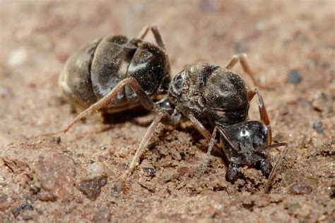 Como Saber Qual é A Formiga Rainha Como Acabar Com Ela Mundo Ecologia