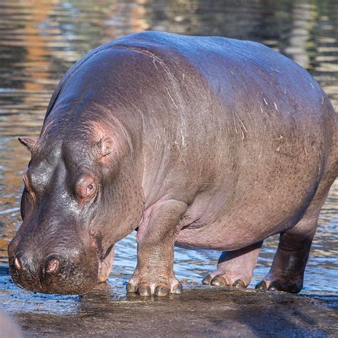 Did You Know Hippos Spend All Day In Water Only Emerging Onto Land At