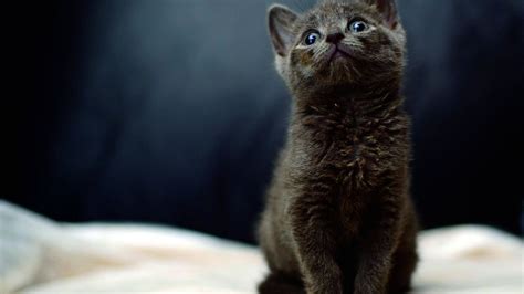Lucky The Kitten Survives 150 Mile Trip Under The Bonnet Of A Car Mirror Online