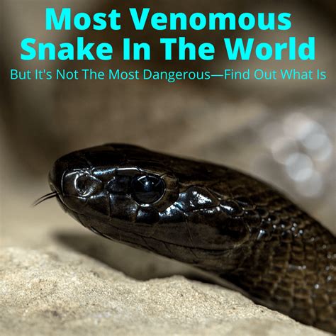 Most Venomous Snake In The World But Its Not The Most