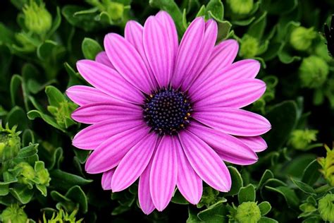 African Daisy Flower Gazania Pink Free Photo On Pixabay Pixabay