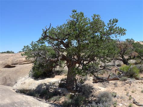 Two Needle Pinyon Colorado Pinon Pine Jimmy Camp And Corral Bluffs