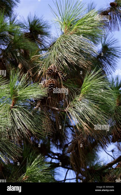 Ponderosa Pine Aka Bull Pine Or Western Yellow Pine Pinus Ponderosa