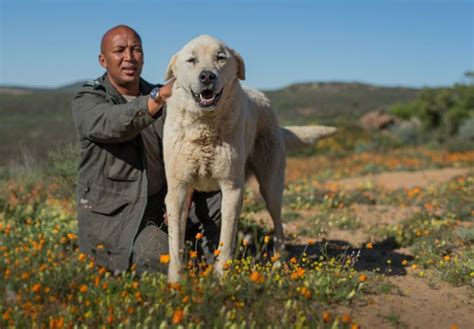 Dogs Aiding Conservation In Namaqualand Africa Geographic Anatolian