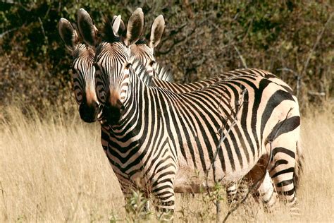 Zebra Wild Animal Namibia Free Photo On Pixabay