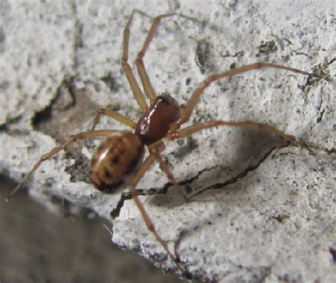 A wide variety of light speckled beans options are available to you, such as drying process, cultivation type, and style. Small Brown and Spotted Spider - SK - BugGuide.Net