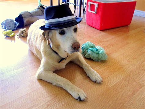 Dogs Who Are Not Amused With Their New Hats Life With Dogs