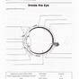 Eye Anatomy Worksheets