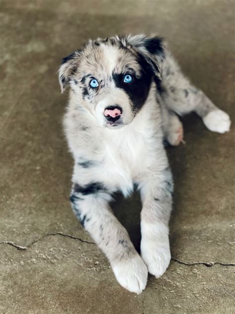 Cute Blue Merle Aussie Pup Australian Shepherds Australian Shepherd