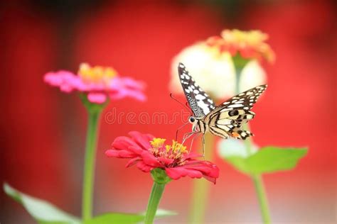 Beautiful Butterflies And Flowers Stock Image Image Of Bloom Green