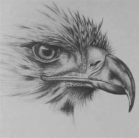 Pencil Drawings Of The American Eagle Pencil Drawings Of Animals