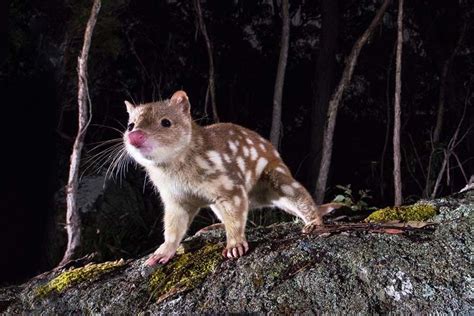 Пин на доске Critter Science