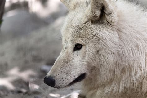 Arctic Wolf Free Stock Photo Public Domain Pictures