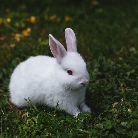 Baby White Rabbit Pictures