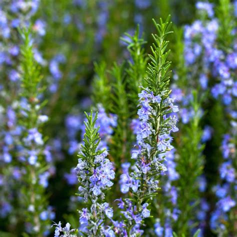 5 Tips To Keep Your Rosemary Plant Happy Gardenary