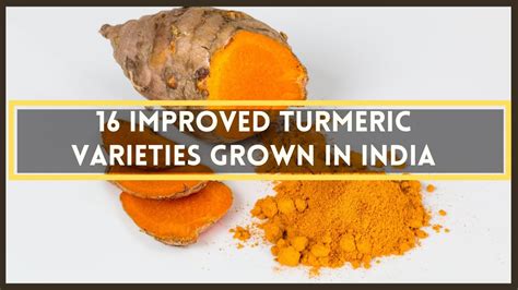 Turmeric Varieties Improved Turmeric Varieties Grown In India