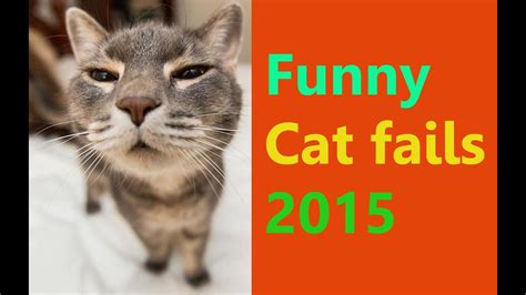 Funny Cats Fails Compilation Funny Cat Videos Funny Cat Videos 2015