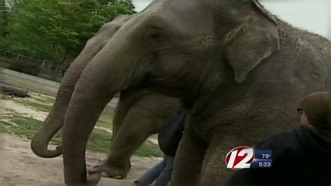 Buttonwood Park Zoo Gets Favorable Review Of Elephant Program Youtube