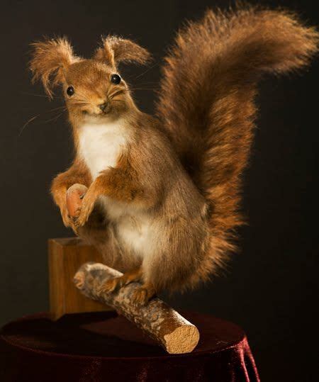 13 Examples Of Taxidermy Gone Terribly Wrong Animals Taxidermy Goes