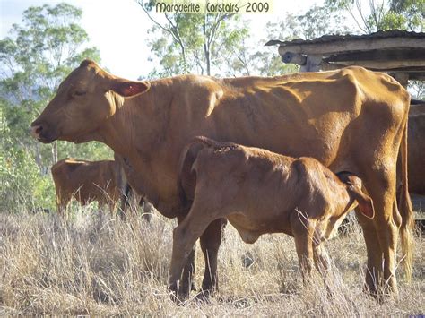 Our passion for brahman cattle dates back to 1906 when thomas m. Outback Art: Brahman Cattle