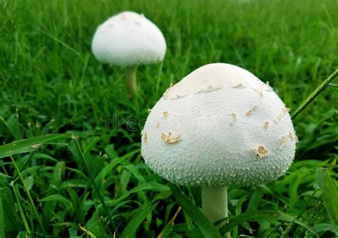 Wild White Mushrooms Grown Around Green Grass After The Rain Stock
