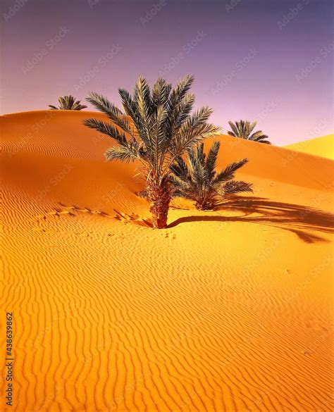 Algeria Sahara Dunes Date Palms Africa North Africa Desert Sand