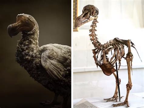 امید دانشمندان به بازگرداندن دودو پرنده ای که ۳۵۰ سال پیش منقرض شده است