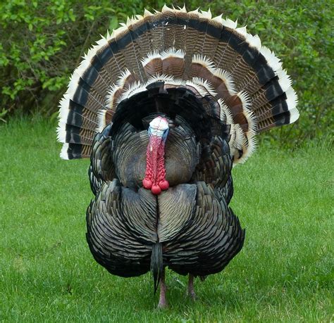 All Sizes Wild Turkey Flickr Photo Sharing