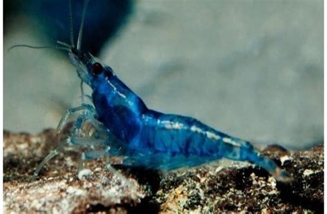 Neocaridina Heteropoda Var Blue Velvet