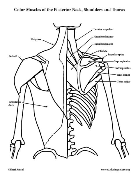 Muscles Of The Posterior Neck Shoulders And Thorax