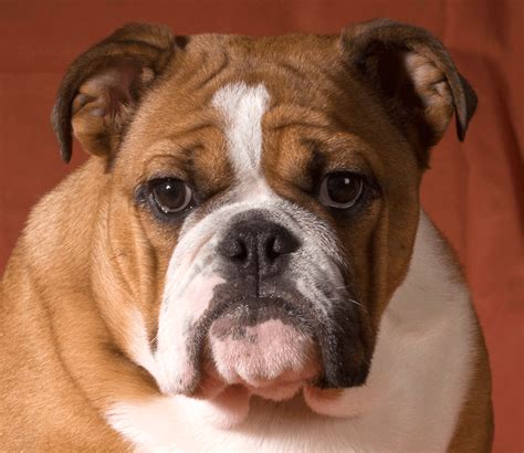 Best dog food for english bulldogs that give the right nourishment. Know The Facts About An English Bulldog | Pets Nurturing