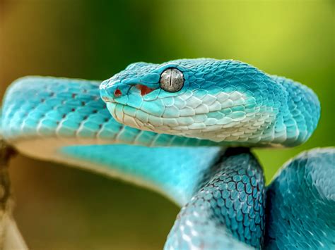 White Lipped Island Pit Viper •