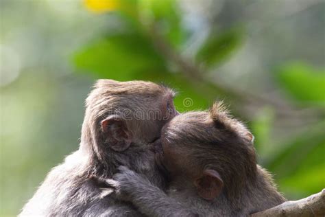 Beautiful Couple Of Monkeys Hugging Each Other On A Blurred Background